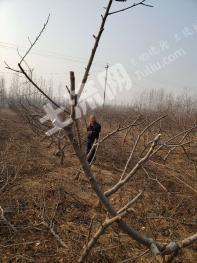 新乡延津县 10亩 桃树园 荒地 出租