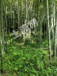 赣州龙南县1800亩其它特殊用地出租