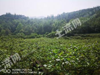 修文县100亩园地-果园经营权流转