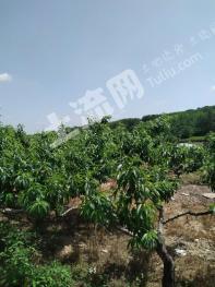 滁州南谯区 80亩 果园 经营权转让
