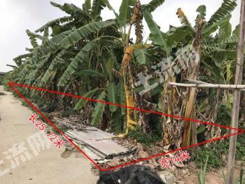 广州南沙区 360平方米 农村宅基地 使用权出租