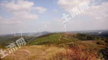 合肥肥西县 100亩 其它林地 经营权转让