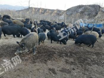 张家口怀来县30亩综合养殖用地经营权出租