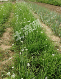 阜阳颍泉区 17亩 旱地 经营权出租