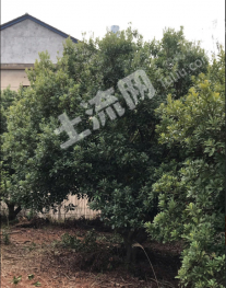 上饶上饶县 20亩 有林地 经营权出租