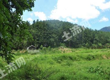 龙岩连城县 1400亩 其它林地 经营权转让