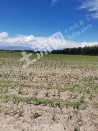 伊犁巩留县 620亩 有林地 经营权转让