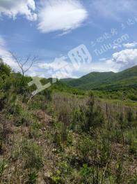 通化集安市 100亩 其它林地 经营权转让或出租