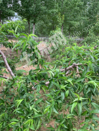 山东济宁兖州区15亩果园对外经营权出租