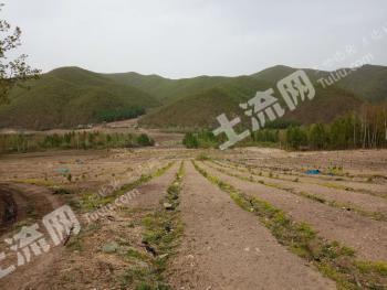 延边安图县1695亩其它林地经营权转让