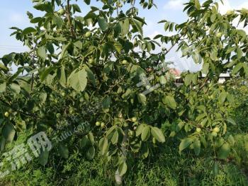 烟台招远市1500亩有林地经营权流转