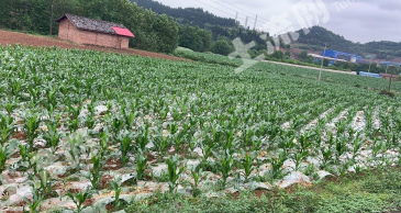 遂宁大英县 110亩 旱地 经营权出租