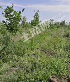 乌鲁木齐头屯河区 16亩 有林地 经营权出租