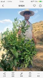 保山施甸县 50亩 果园 经营权转让