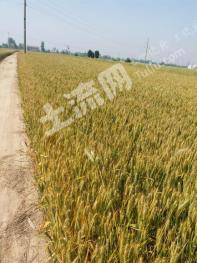 商丘虞城县7亩综合养殖用地经营权转让