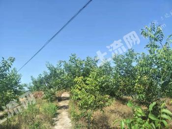 乐山井研县 380亩 水浇地 经营权出租