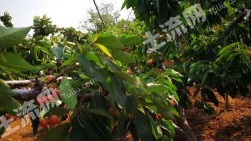 烟台莱山区4亩果园经营权出租