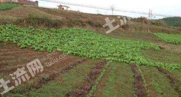 菏泽单县 2.4亩 水浇地 经营权转让