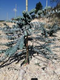 云南玉溪江川区 35亩 林地 经营权转让