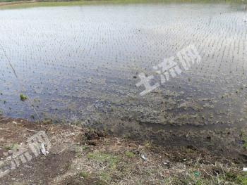 辽源东丰县 7.5亩 水田 经营权出租
