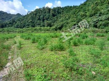 韶关武江区58.8亩水田经营权转让