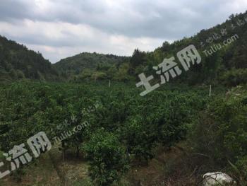 河源连平县400亩果园经营权转让