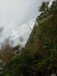 云浮郁南县 130亩 其它林地 经营权出租