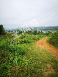 韶关乐昌市30亩茶园经营权出租