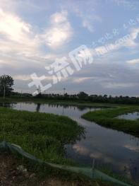 湖北黄冈 80亩 养殖用地 经营权出租