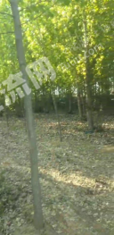 河北邯郸复兴区 30亩 林地 经营权出租