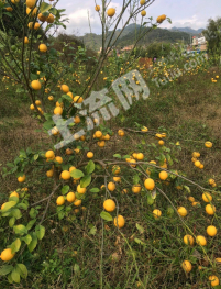 梧州苍梧县 4.5亩 果园 经营权出租