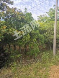 信阳浉河区 109亩 其它园地 经营权合作