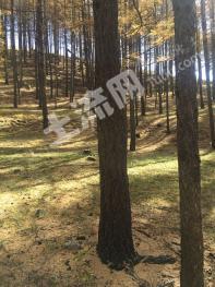 忻州宁武县 80亩 有林地 经营权转包