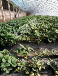 鞍山立山区 2亩 水浇地 经营权出租