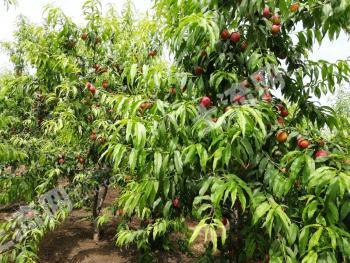 菏泽定陶区 70亩 果园 经营权转让