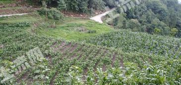 遵义汇川区 50亩 畜牧养殖用地 经营权出租