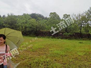 黄冈团风县 50亩 其它林地 经营权转让