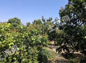 四川攀枝花盐边县8亩果园对外经营权出租