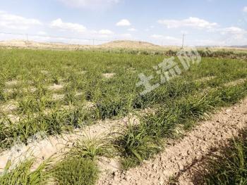 武威古浪县 266亩 水浇地 经营权转包