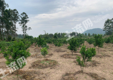 福建省福州市闽侯区13.5亩果园经营权出租