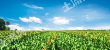 菏泽东明县 120亩 水浇地 经营权出租