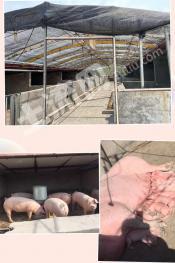 葫芦岛连山区 220亩 有林地 经营权转让