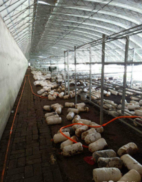 许昌建安区 45亩 果园 经营权出租