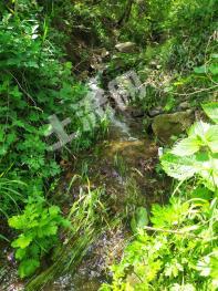 烟台栖霞市 1000亩 其它林地 经营权转让