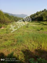 达州达川区 200亩 综合养殖用地 经营权转让