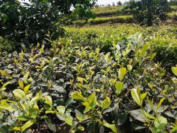 眉山青神县 75亩 茶园 经营权转让