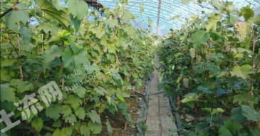 辽宁盘锦兴隆台区 54亩 果园 经营权出租