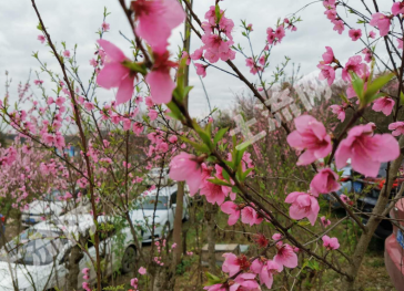 毕节七星关区 500亩 农场 经营权出租