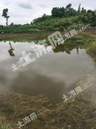 达州达川区 54亩 水产养殖用地 经营权转让