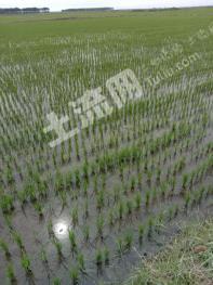 齐齐哈尔梅里斯达斡尔族区 1500亩 水田 经营权出租